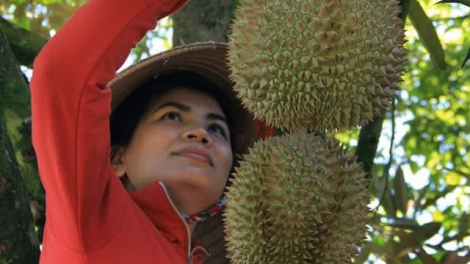 Khánh Hòa: Chơơc lêy c’lâng đoọng đơơng pa câl sầu riêng ha ding ca coong