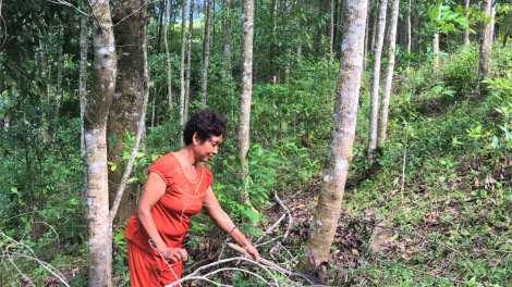 Quảng Trị: Pazao đoọng k’noọ 5.000ha crâng ha đhanuôr Bru-Vân Kiều k’đhơợng zư lêy