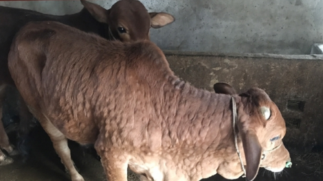 Tiêm cha groong đấh hân cr’ay viêm n’căr dưr pr’đôm cóh ta rí k’roóc