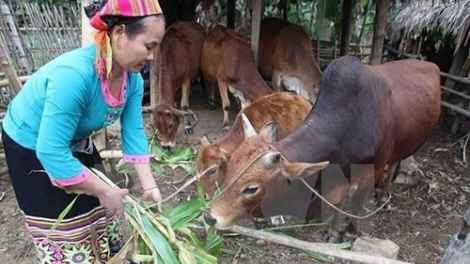 Bhrợ pa liêm xang cơ chế, chính sách pa dưr tr’mông tr’’meh pr’ăt tr’nơt zr’lụ đha nuôr acoon coh lâng da ding ca coong
