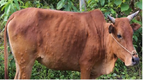 Quảng Nam lêy cha mêết, zêl cha groong pr’lúh cr’ay viêm n’căr cóh ta rí k’roóc
