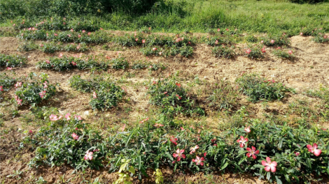 Tây Giang chóh lêy liêm choom 2ha sâm Bố Chính