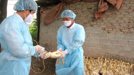 Dưr vaih chủng cúm  A/H5N8 coh bh’năn tiêng bhlâng, Bộ NN lâng Pa dưr vel bhươl xră pa gluh công điện cha groong, zêl