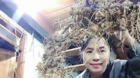 168 k’lung sâm Ngọc Linh vêy pặ cơnh pr’đhang bh’dưa, chr’năp 500 ức đồng