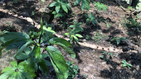 Tơơm zanươu âng đơơng c’lâng dưr zi lấh đha rứt đoọng ha k’coong ch’ngai Quảng Ngãi