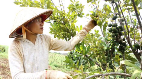 K’coong ch’ngai Quảng Nam vêy bấc râu liêm choom đắh pa dưr pa xớc tơơm mắc ca