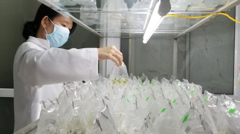 Pa chăp ch’mêệt lêy khoa học lâng râu la lua âng bh’rợ pa tơơi sâm Ngọc Linh đhị tỉnh Thừa Thiên Huế