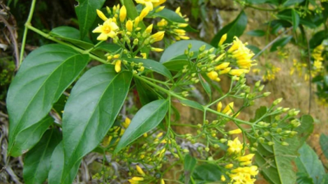 Lạng Sơn: Ra veh r’veh crâng chô cha, 9 cha năc crêê độc axậ mr’nghe