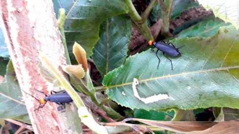 Gia Lai: 1 cha năc chêệt, 2 cha năc crêê ta đơơng pa dưah tu cha acoon a nạ cha chrih