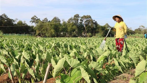 Trà Vinh pa zay pa dưr dal thu nhập đoọng ha đhanuôr acoon coh