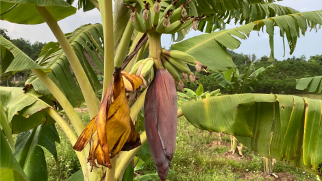 Râu hơnh déh tợơ bh’rợ chóh prí cóh k’coong ch’ngai Nam Giang