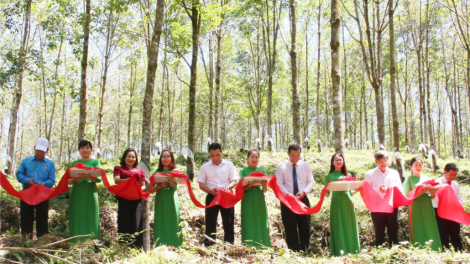 Dự án pa dưr cao su đhăm pậ bhưah đhị Bắc Trà My-Quảng Nam: T’vaih bhiệc bhrợ đoọng ha đhanuôr vel đong