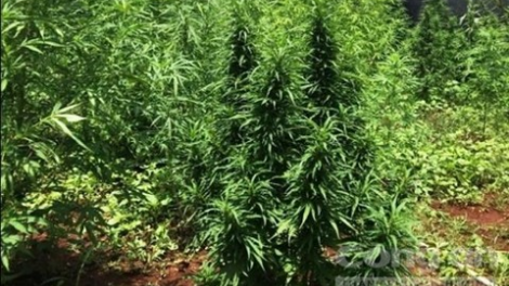 Bơơn lêy muy cha năc đha nuôr choh cần sa lêt xa nay