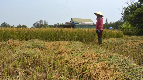 Quảng Trị: Đha nuôr k’rang k’uôl tu ha roo căh ngai câl
