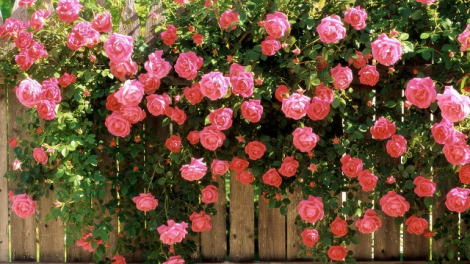 T’RUIH T’NGAY 21/5/2022