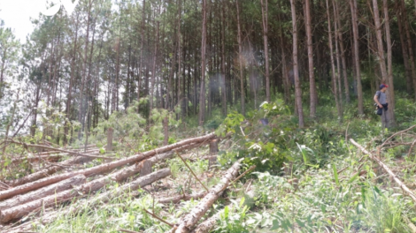 Lâm Đồng: K’ha riêng tơơm n’loong crâng crêê ta col xiing đhiing