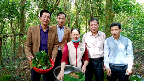 Tơơm sâm Ngọc Linh pa dưr liêm coh Quảng Trị