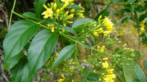 1 cha nắc chệêt, 4 cha nắc bọol hi la mr’nghêê tơợ xang cha cha hu bu