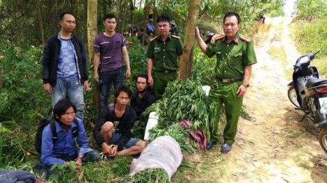 Phú Yên: Coop crool 3 cha năc choh lâh 1.800 tơơm cần sa lất xa nay