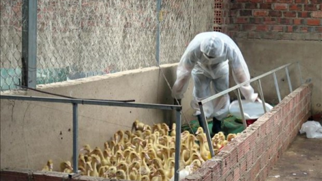 Kon Tum bơơn lêy bha nụ pr’luh cr’ay coh a tưch a đha H5N1