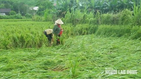 K’nặ 13 r’bhâu héc ta ha roo coh Quảng Bình, Quảng Trị, Thừa Thiên Huế crêê c’lâm tr’đeh tu boo ngân