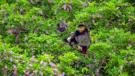 Đà Nẵng: 8 tỷ đồng chóh tơơm n’loong bhrợ chr’nắp liêm đhị bán đảo Sơn Trà