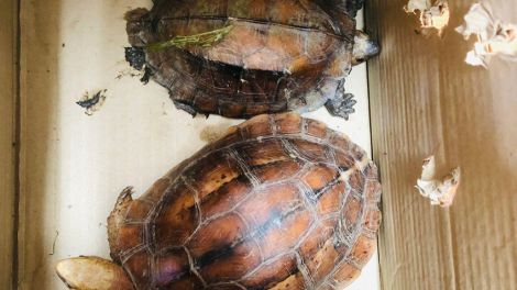 Quảng Trị: Khởi tố vụ án tr’câl tr’bhlêy 2 p’nong coóp chr’năp pr’hắt