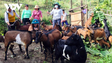 Pân đil da ding ca coong Nam Giang: Z’lâh k’đhap pa dưr ca van