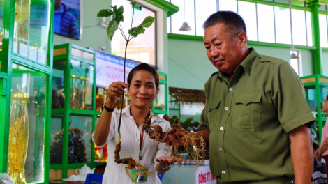 K’ra bhầu chu t’mooi ting pâh phiên chợ sâm Ngọc Linh đhị Quảng Nam