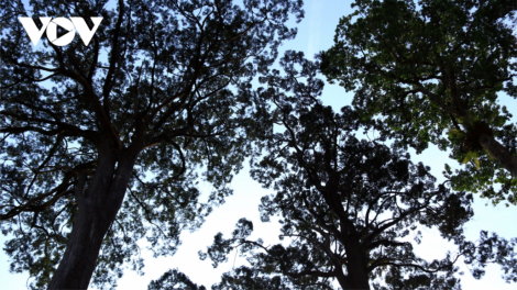 Quảng Nam lêy bhrợ pa câl tín chỉ carbon crâng