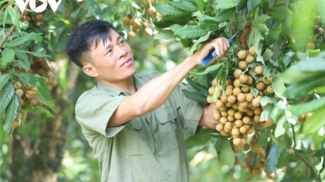 Tỷ phú manứih cóh k’coong ch’ngai Yên Châu