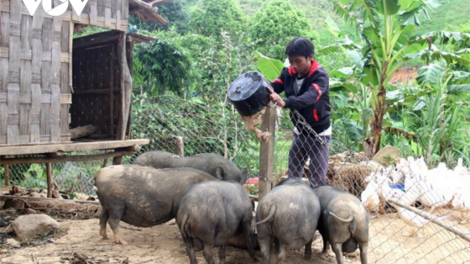 Băn aoc tăm hêê, c’lâng z’lâh đha rưt ha đha nuôr Cơ Tu coh Quảng Nam
