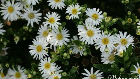 T'RUIH T'NGAY 29.8 2022