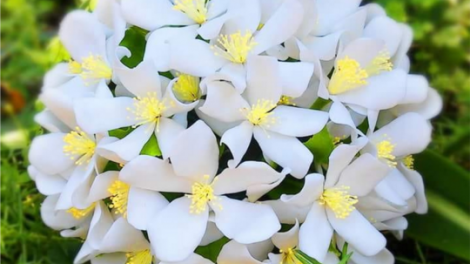 T’RUIH T’NGAY 17/6/2022