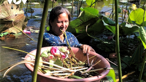 Cà Mau: Ha dưr đươi tơợ choh sen đhị zr’lụ k’tiếc phèn U Minh hạ