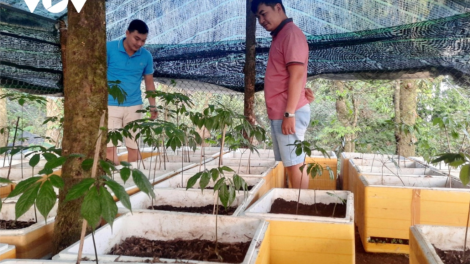 Tơợ bhươn sâm âng Chi bộ coh da ding Ngọc Linh, bâc đảng viên dưr vaih manuyh k’van pa bhlâng