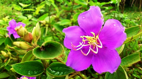 T'RUIH PA XUL T'NGAY 12/8/2019