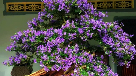 T'RUIH T'NGAY 3/9/2019