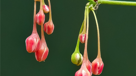 T’RUIH PA XƯL T’NGAY 7-8-2020