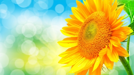 T'RUIH PHÁT THANH T'NGAY 02 TẾT ĐINH DẬU