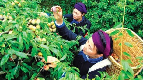 Bắc Hà hân noo g’lốôc đọom