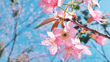 T’RUIH PA XUL T’NGAY 21/5/2019