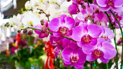 T'RUIH T'NGAY 22 C'XÊÊ 10