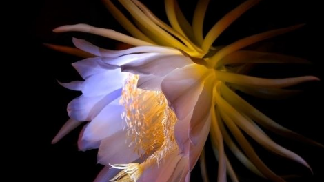 T'RUIH PA XUL T'NGAY 17-12