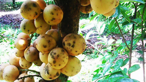 Zư lêy tơơm tơ boon Quảng Nam