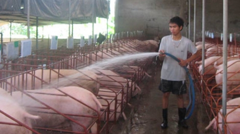 Đồng Nai: Đha nuôr cắh năl cơnh bhrợ têng cơnh lâng cr’năn a óc ha tộ chr’nắp