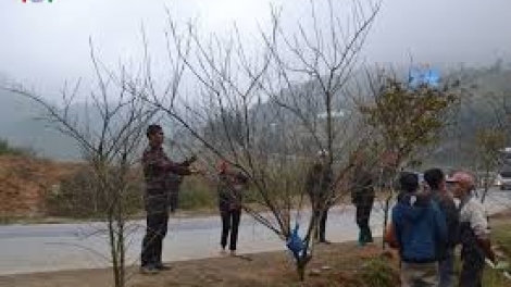 Đào crâng Sa Pa r’rộ r’răm xiêr phố