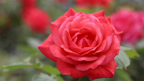 T’RUIH T’NGAY 26/4/2022