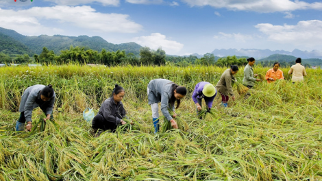 Quảng Nam: Đươi dua t’nôm kỹ thuật SRI pa dưr bh’nơơn pr’đươi ha roo cóh k’coong ch’ngai