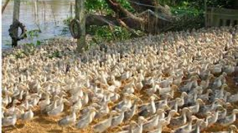 Sóc Trăng bơơn lêy 4 đhị dưr váih pr’lúh cúm a’tứch a’đha lâng lấh 7000 p’nong boọ váih pr’lúh
